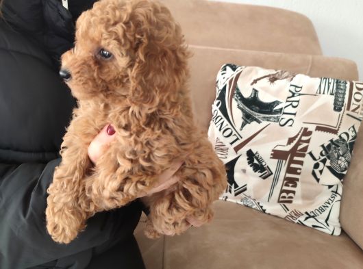 Toy Poodle Yavrular İzmi̇r görsel