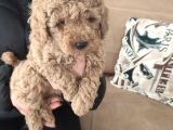 Toy Poodle Yavrular İzmi̇r