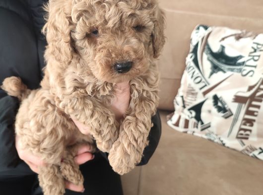 Toy Poodle Yavrular İzmi̇r görsel