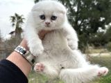 A Kalite Wc Eğitimli Kalite Kedi Yavrularım