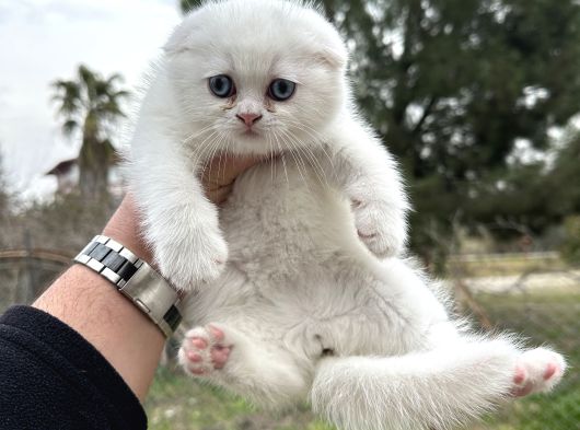 A Kalite Wc Eğitimli Kalite Kedi Yavrularım görsel