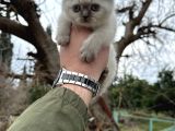 A Kalite Wc Eğitimli Kalite Kedi Yavrularım