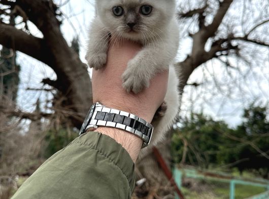 A Kalite Wc Eğitimli Kalite Kedi Yavrularım görsel