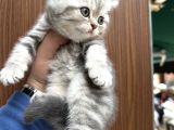 A Kalite Wc Eğitimli Kalite Kedi Yavrularım