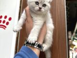 A Kalite Wc Eğitimli Kalite Kedi Yavrularım