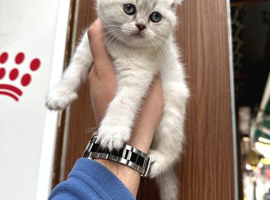 A Kalite Wc Eğitimli Kalite Kedi Yavrularım görsel