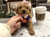 Sarı Papatya Toypoodle Luna