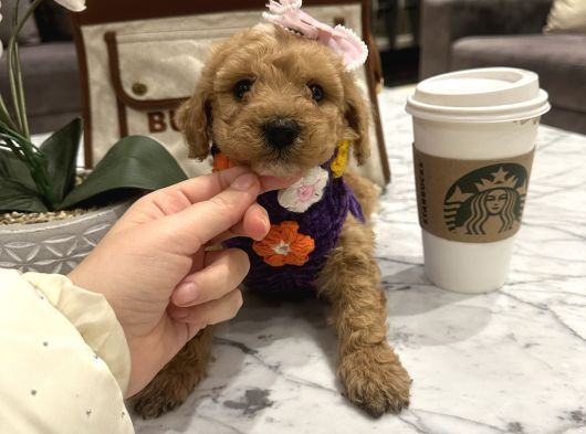 Sarı Papatya Toypoodle Luna görsel