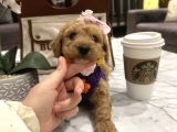 Sarı Papatya Toypoodle Luna
