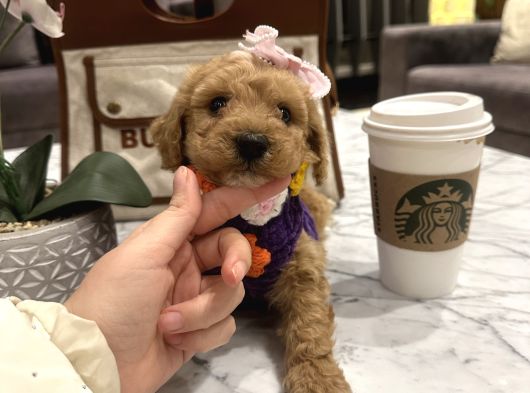 Sarı Papatya Toypoodle Luna görsel