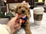 Sarı Papatya Toypoodle Luna