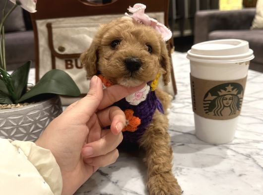 Sarı Papatya Toypoodle Luna