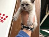 A kalite wc eğitimli kalite kedi yavrularım