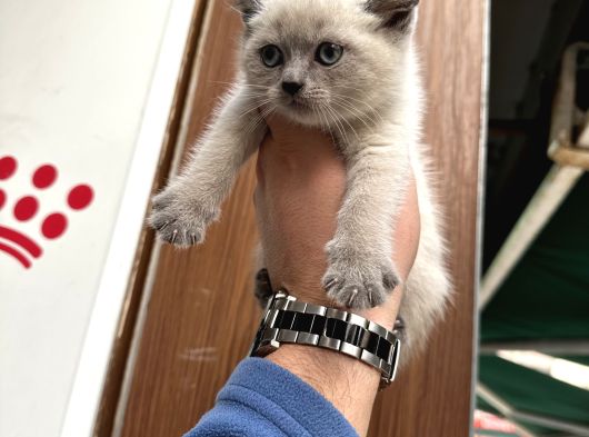 A Kalite Wc Eğitimli Kalite Kedi Yavrularım