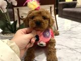 Uygun Fiyatlı Ve Iyi Kalite Toypoodle Linda