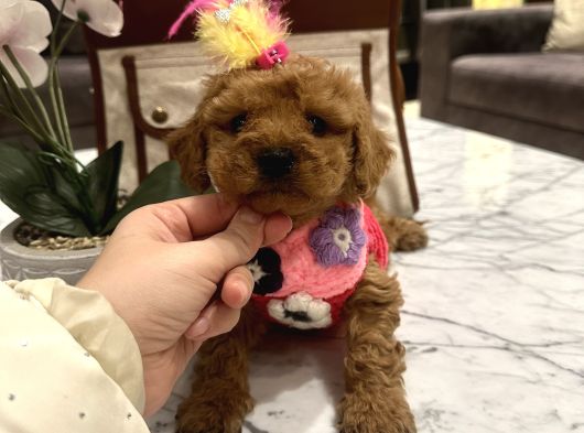 Uygun Fiyatlı Ve Iyi Kalite Toypoodle Linda görsel
