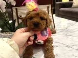 Uygun Fiyatlı ve iyi kalite Toypoodle linda