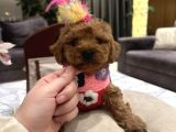 Uygun Fiyatlı Ve Iyi Kalite Toypoodle Linda