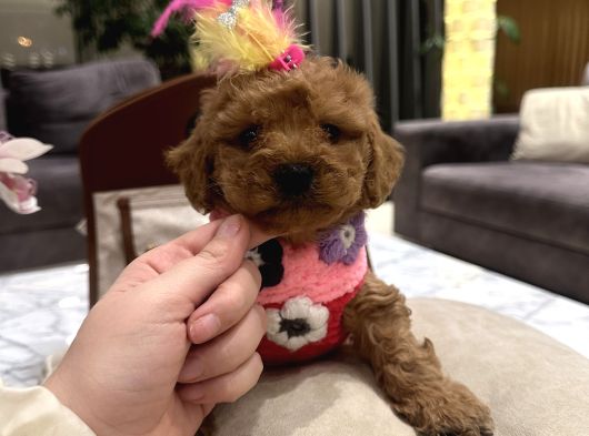 Uygun Fiyatlı Ve Iyi Kalite Toypoodle Linda görsel