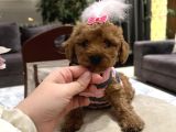 Toypoodle kadar Güzel bebek Lolipop