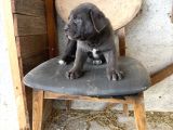 BLUE DEV CANE CORSA BEBEKLER