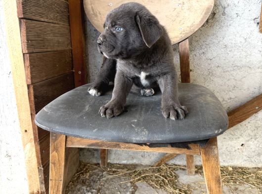 Blue Dev Cane Corsa Bebekler