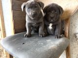 Blue Dev Cane Corsa Bebekler