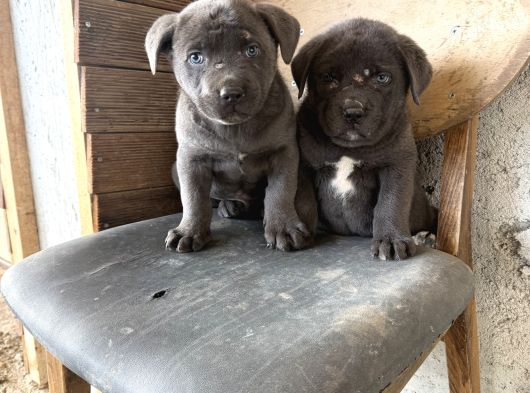 Blue Dev Cane Corsa Bebekler görsel