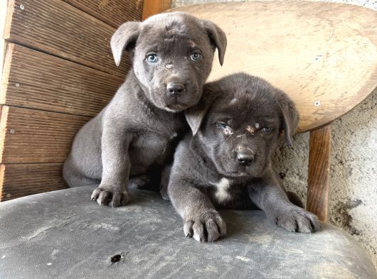 Blue Dev Cane Corsa Bebekler görsel