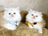 Nadir Bulunan Renkte British Longhair Bebegim