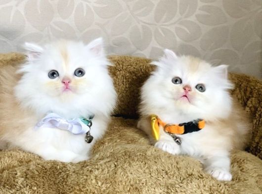 Nadir Bulunan Renkte British Longhair Bebegim görsel