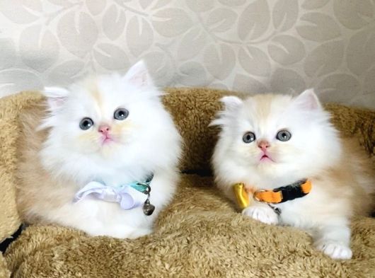 Nadir Bulunan Renkte British Longhair Bebegim görsel