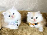 Nadir bulunan renkte british longhair bebegim