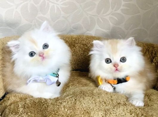 Nadir Bulunan Renkte British Longhair Bebegim