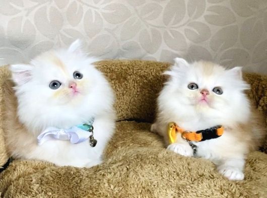 Nadir Bulunan Renkte British Longhair Bebegim görsel