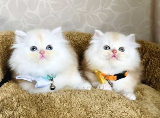 Nadir Bulunan Renkte British Longhair Bebegim görsel