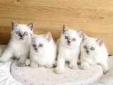 Safkan Maviş Point British Shorthair Yavrualrım