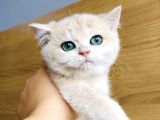 Üst Düzey Golden British Shorthair