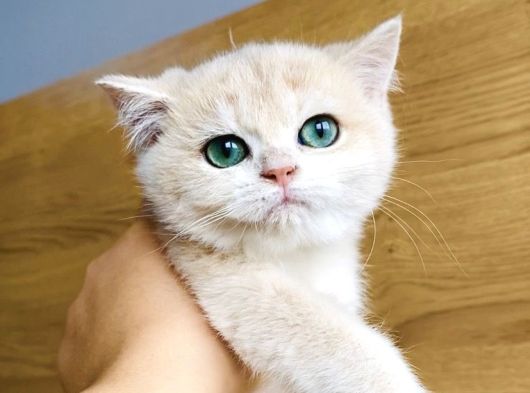 Üst Düzey Golden British Shorthair görsel