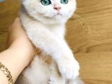 Üst Düzey Golden British Shorthair