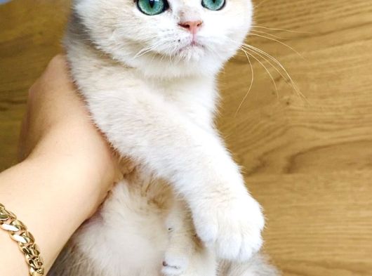Üst Düzey Golden British Shorthair görsel