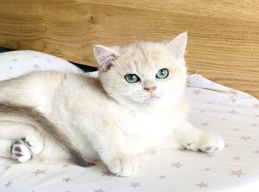 Üst Düzey Golden British Shorthair görsel