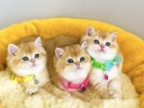 Üst düzey golden british shorthair