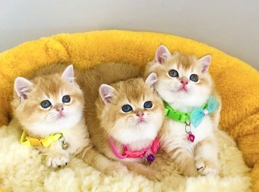 Üst düzey golden british shorthair