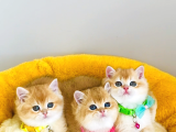 Üst Düzey Golden British Shorthair