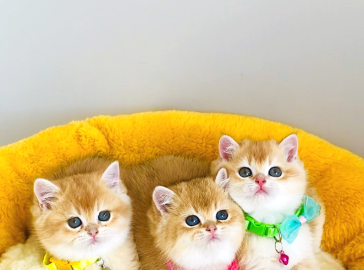 Üst Düzey Golden British Shorthair görsel