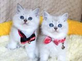 Safkan maviş point british shorthair yavrualrım