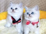 Safkan Maviş Point British Shorthair Yavrualrım