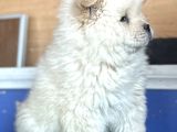 Chow Chow Çi̇n Aslani