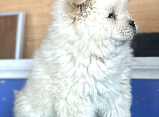 Chow Chow Çi̇n Aslani görsel